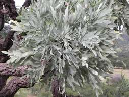 Image of Highveld Cabbage Tree