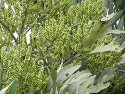 Image of Highveld Cabbage Tree