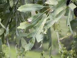 Image of Highveld Cabbage Tree