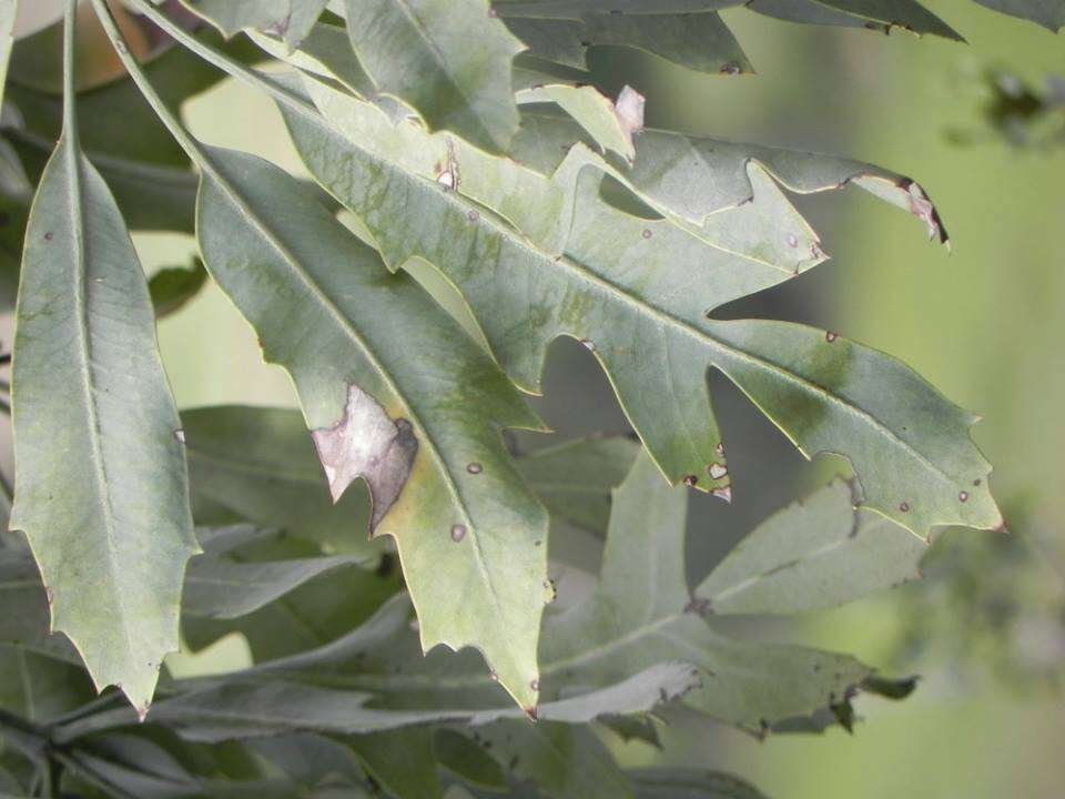 Image of Highveld Cabbage Tree