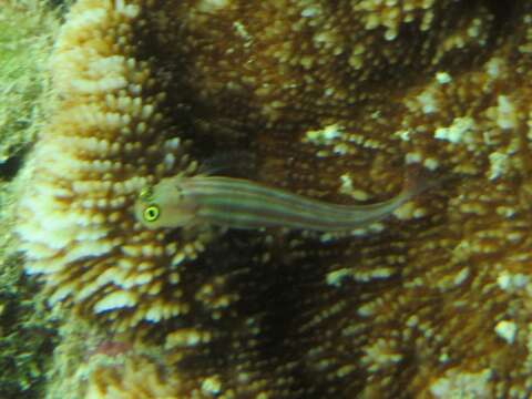 Image of Lubbock&#39;s combtooth-blenny