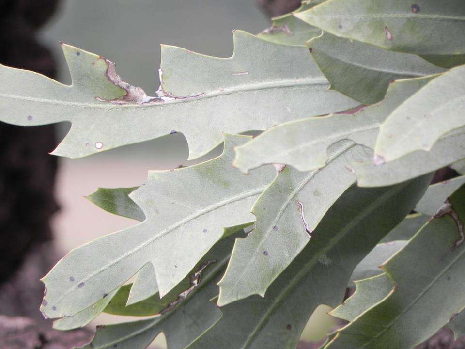 Image of Highveld Cabbage Tree