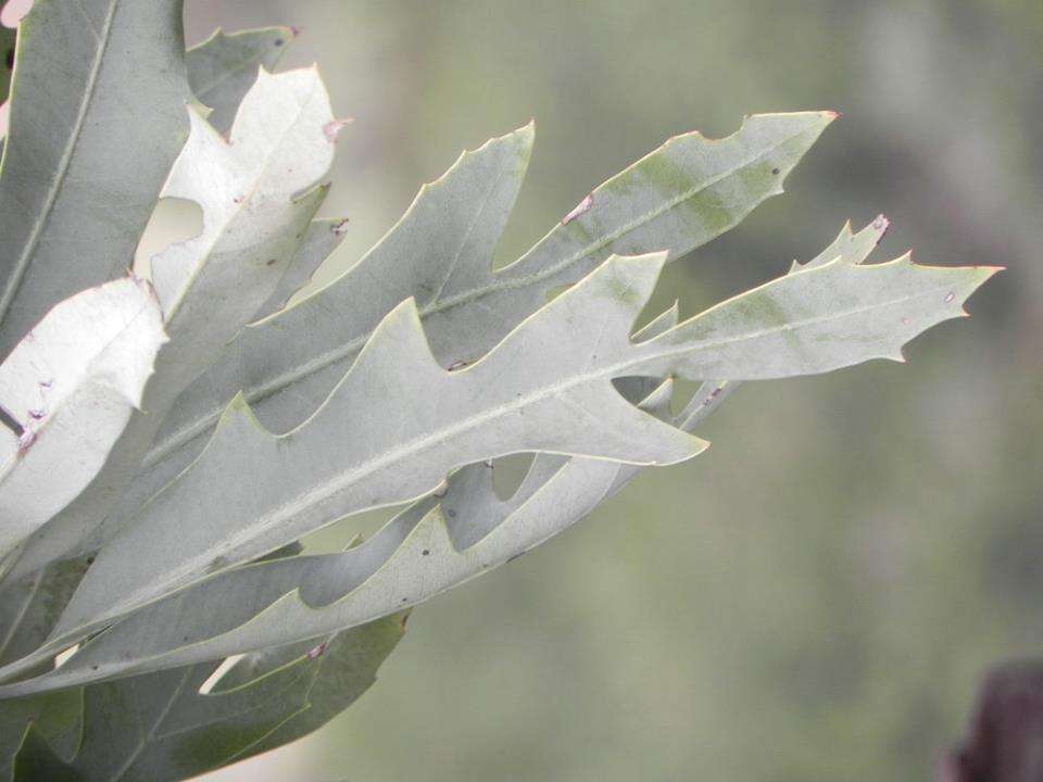 Image of Highveld Cabbage Tree