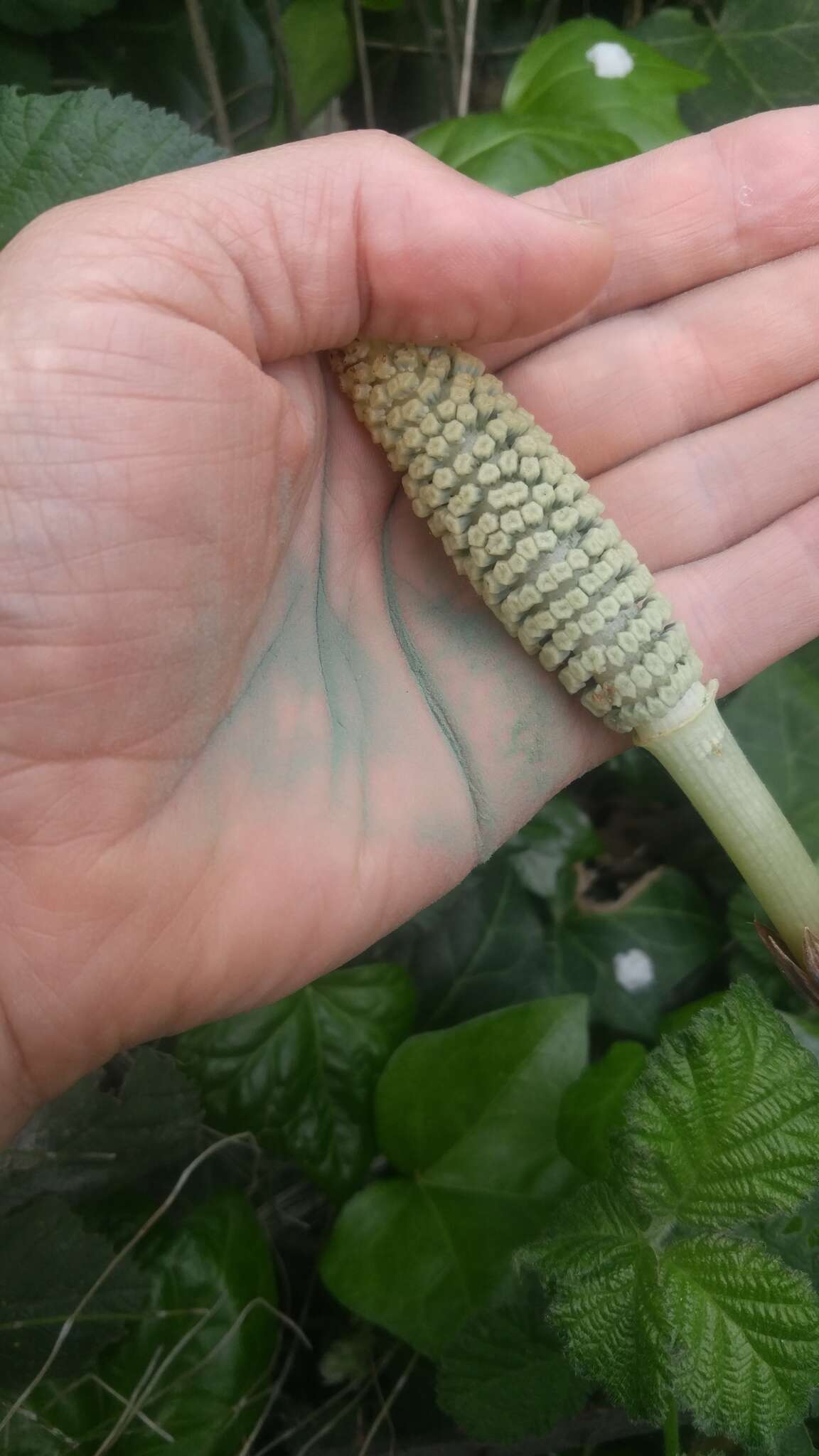 Image of giant horsetail