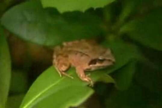 Image of Asiatic Grass Frog