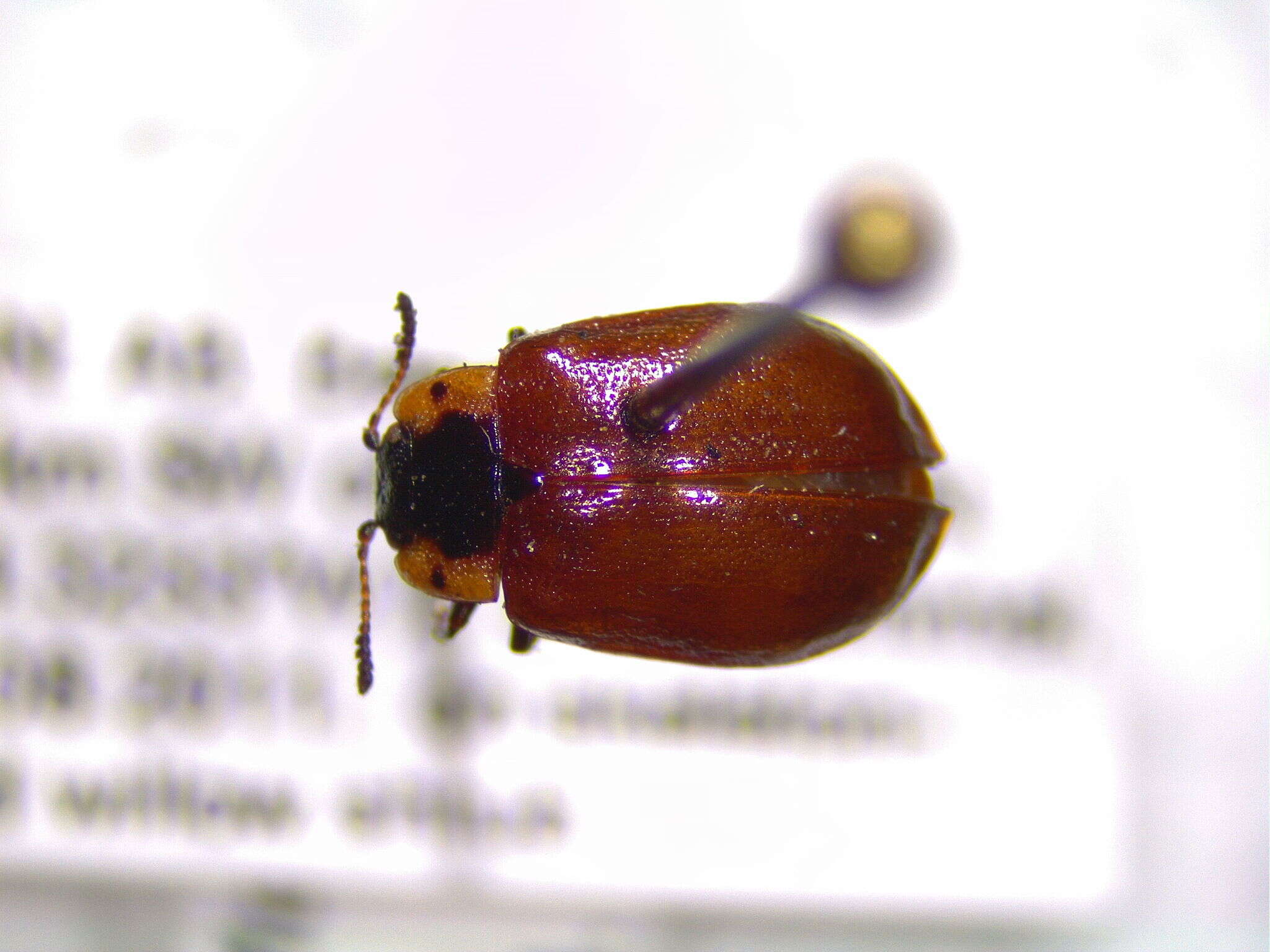 Sivun Chrysomela (Macrolina) schaefferi Brown 1956 kuva