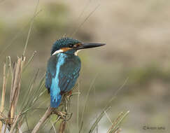 Image of Common Kingfisher