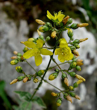 Image of Hypericum lanuginosum Lam.