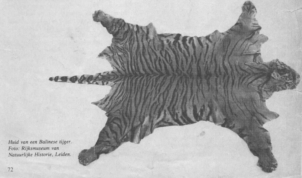 Image of Bali Tiger