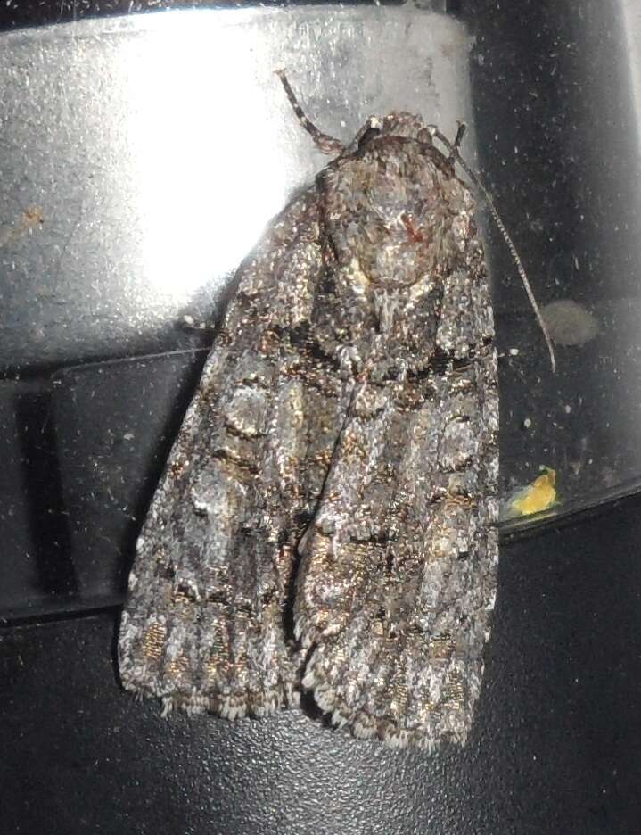 Image of Raspberry Bud Dagger Moth