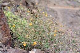 Imagem de Mentzelia scabra subsp. atacamensis (Urb. & Gilg) Weigend