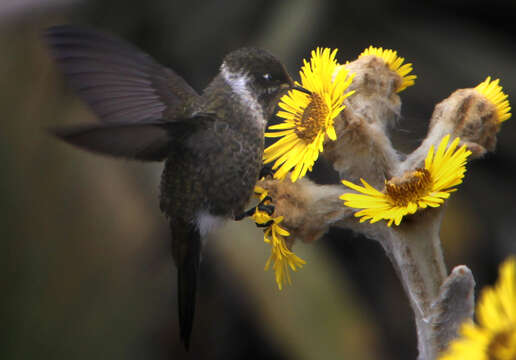 Image of White-bearded Helmetcrest