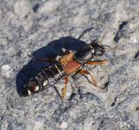 Image of Imperial rove beetle
