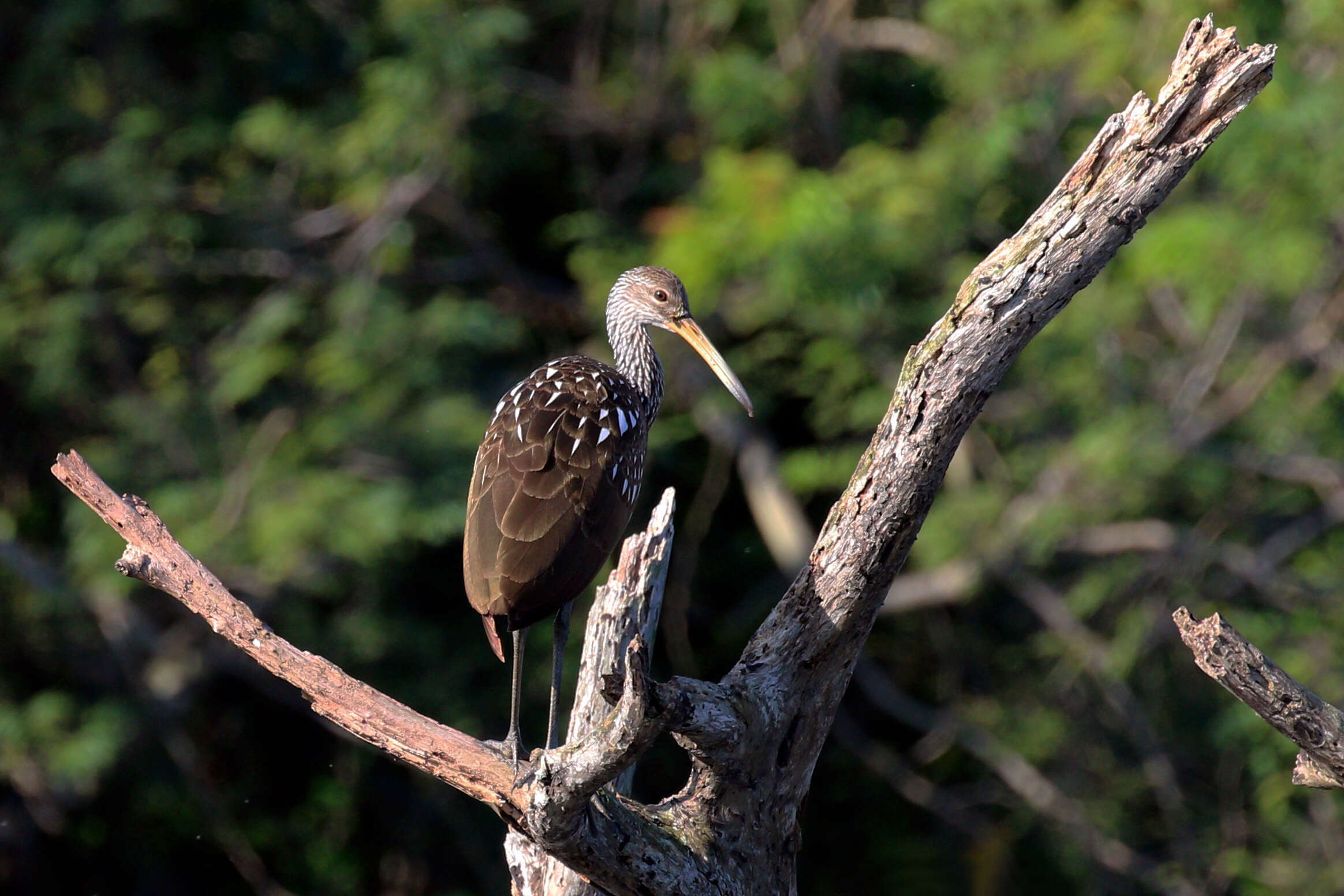 Image of limpkins