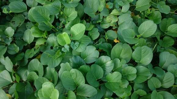 Ipomoea pes-caprae (L.) R. Brown resmi