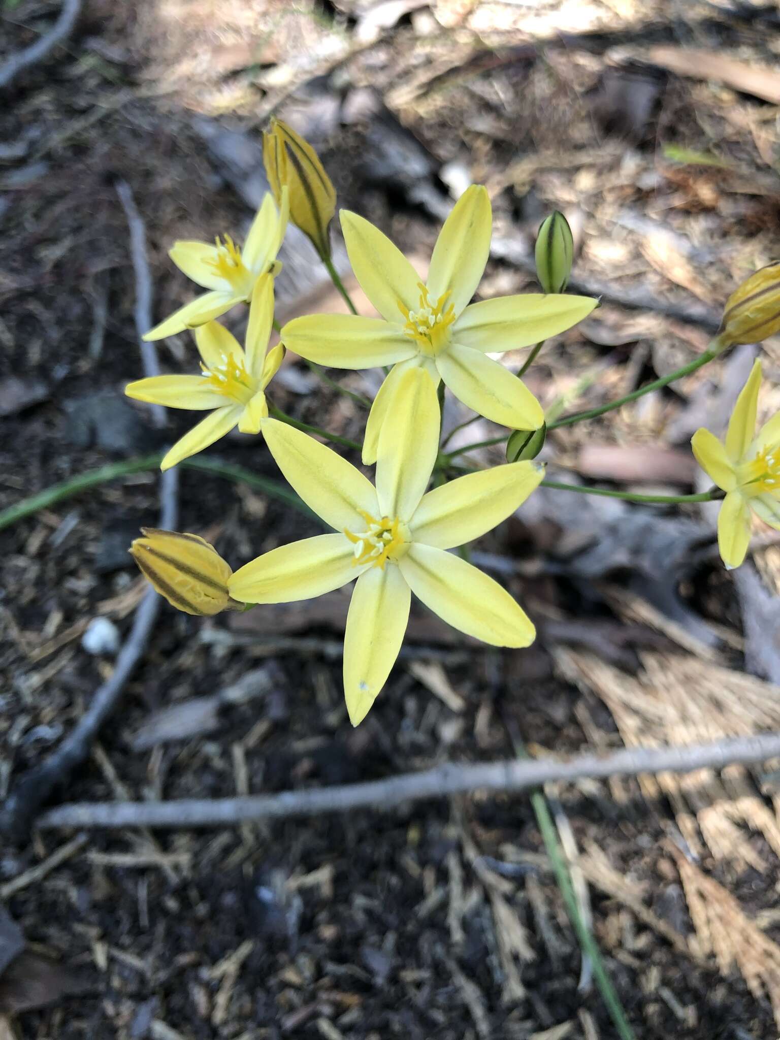 Слика од Triteleia ixioides subsp. scabra (Greene) L. W. Lenz