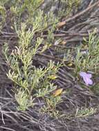 Image of Eremophila pustulata S. Moore