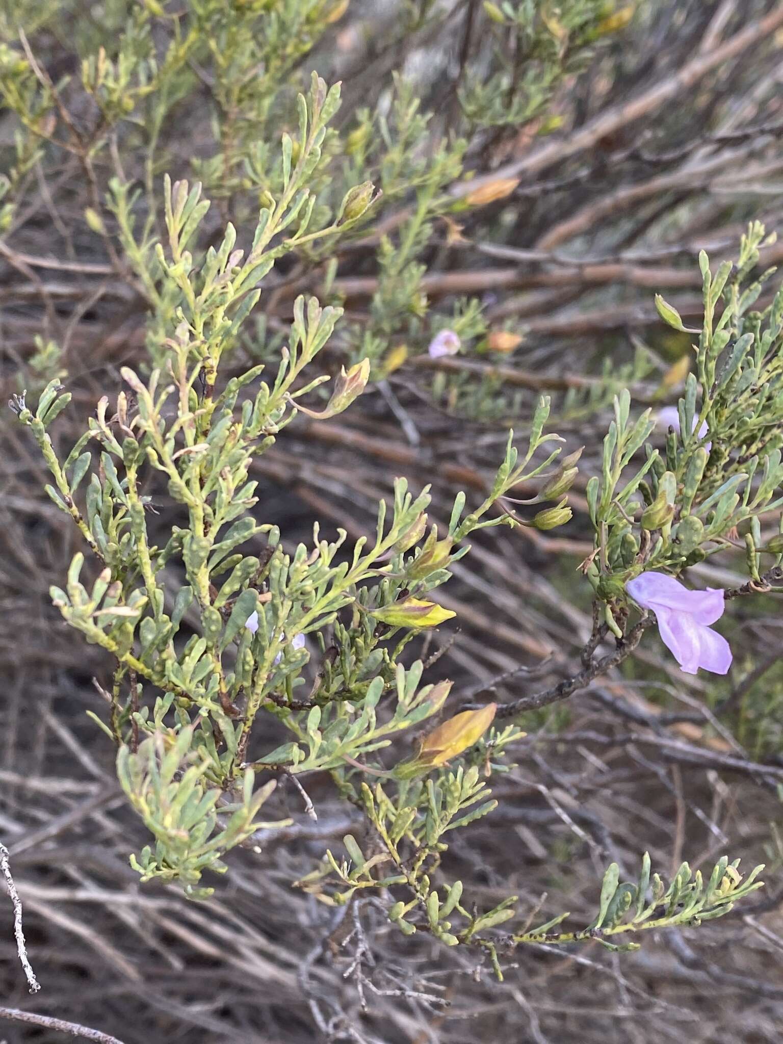 Imagem de Eremophila pustulata S. Moore