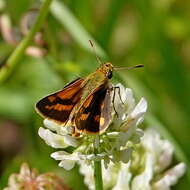 Image of Ocybadistes flavovittata Latreille 1824