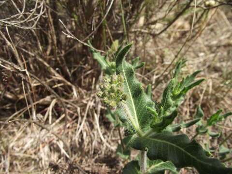 Asclepias crispa Berg.的圖片