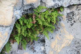 Image of Woodsia fragilis (Trev.) Moore