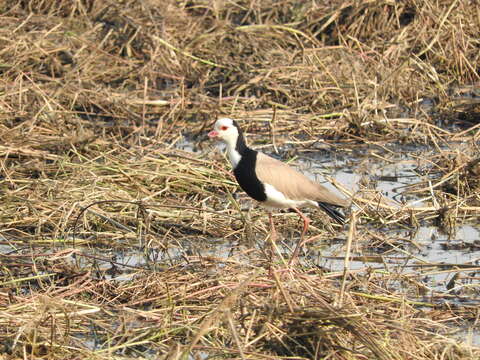 Image of Long-toed Lapwing