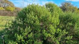 Image of Baccharis dracunculifolia subsp. tandilensis (Speg.) Giuliano