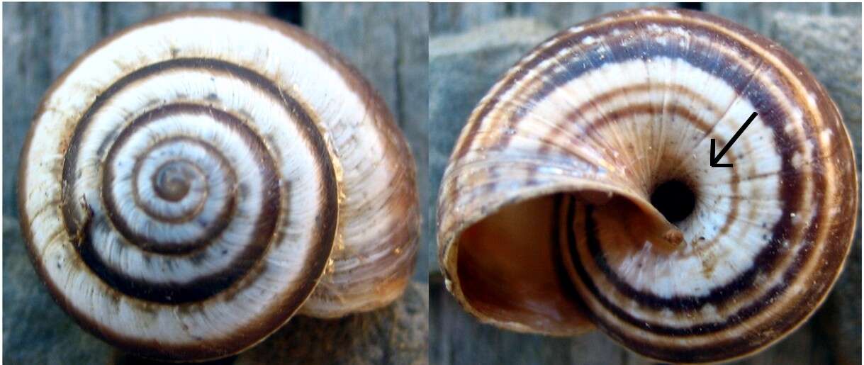 Image of Maritime gardensnail