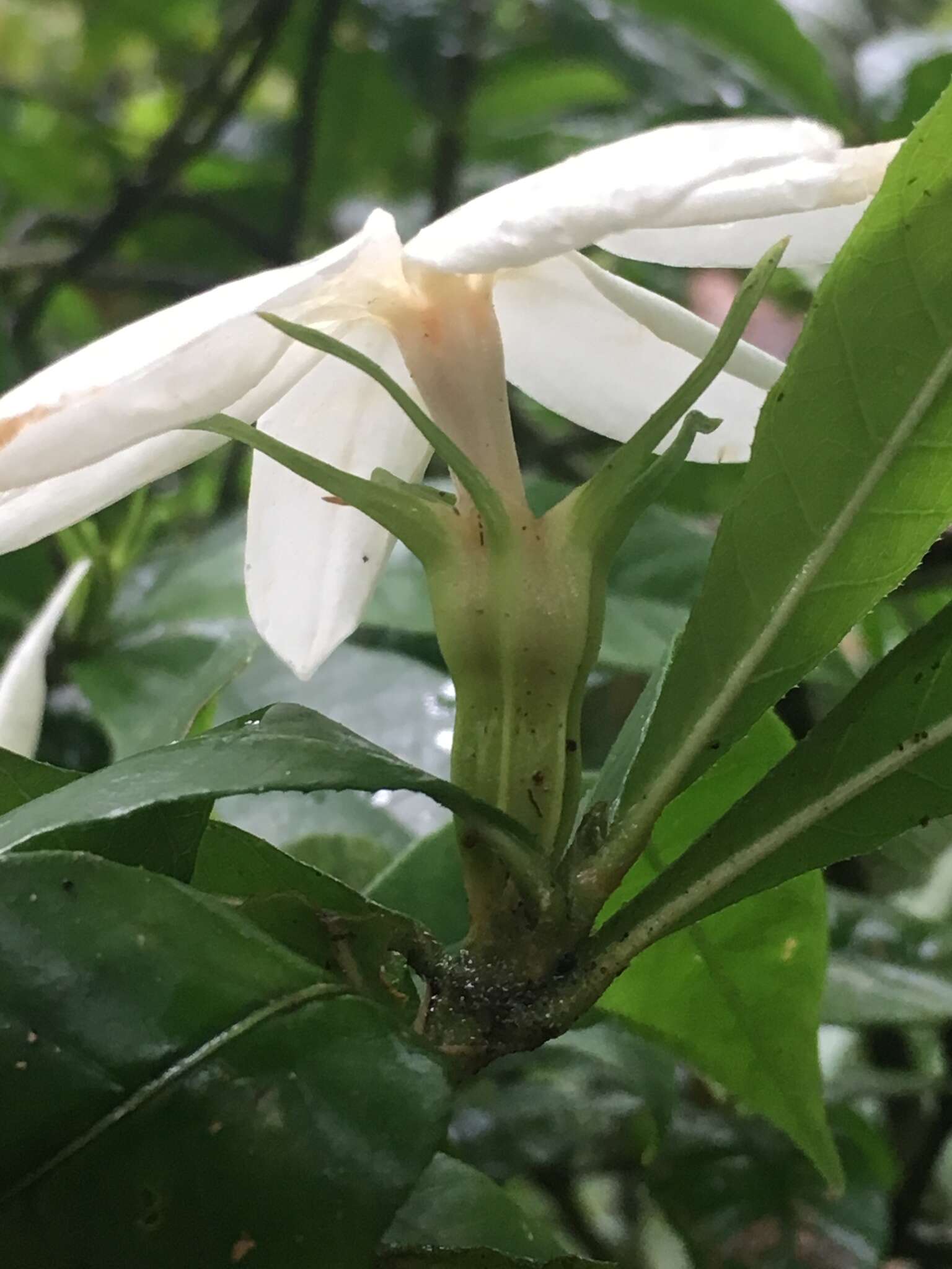 Plancia ëd Gardenia actinocarpa Puttock