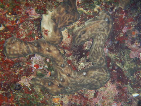 Image of Chondrosiida Boury-Esnault & Lopes 1985