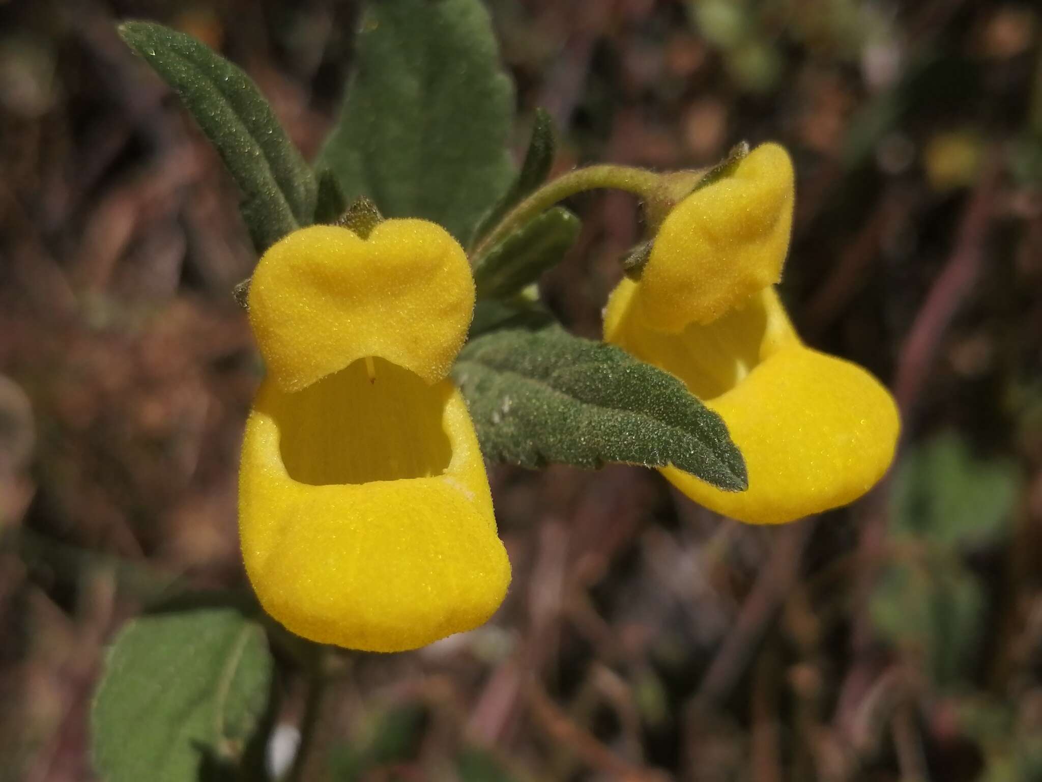 Image of Calceolaria irazuensis J. D. Smith