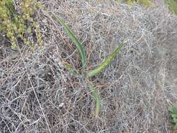 Image of Agave difformis A. Berger