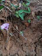 Image de Ipomoea leucantha Jacq.