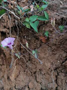 Sivun Ipomoea leucantha Jacq. kuva