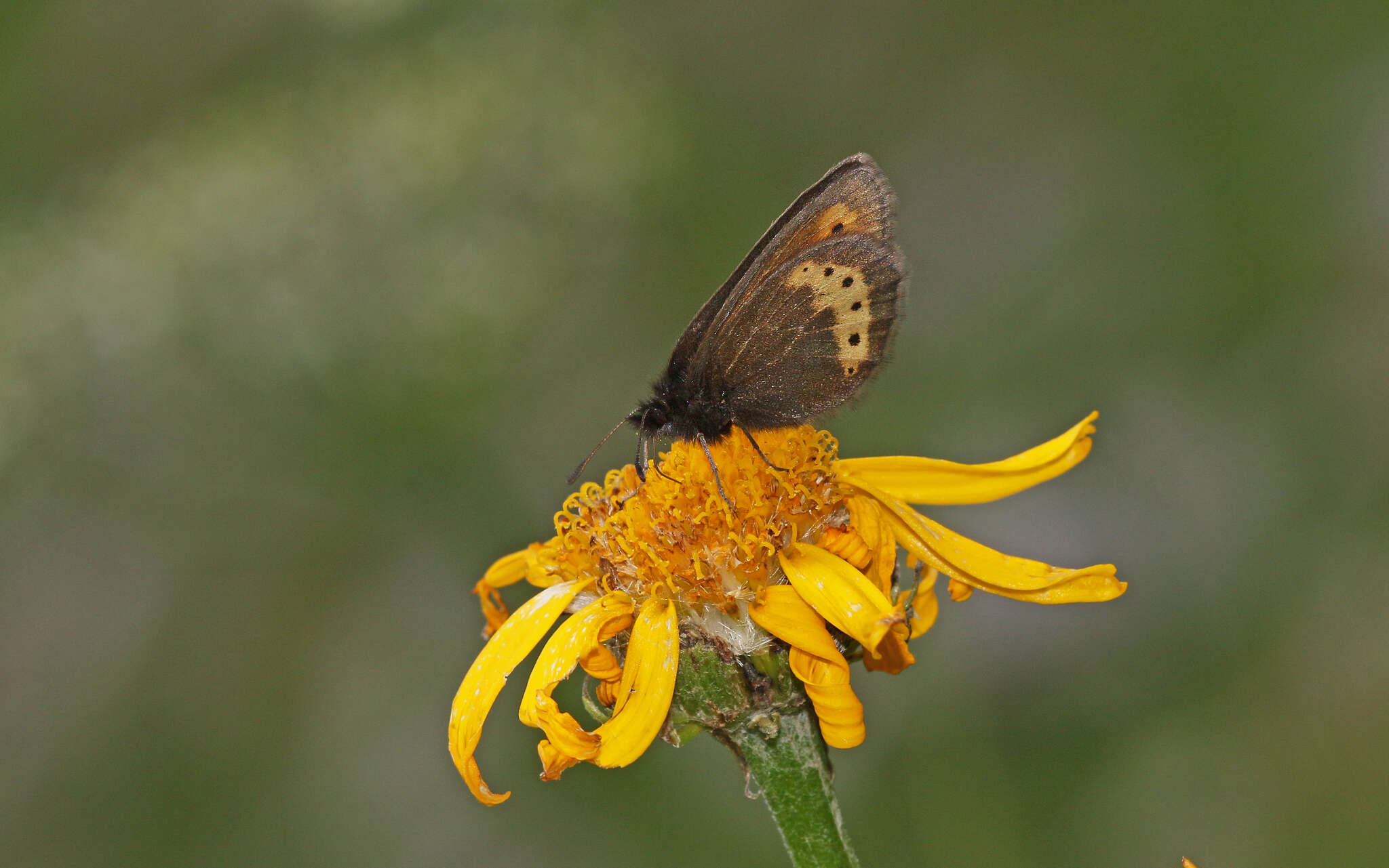 Image of Yellow-banded Ringlet