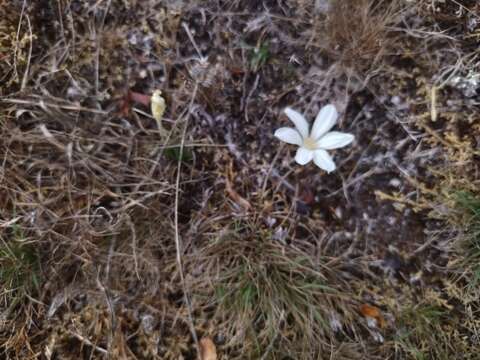 Imagem de Zephyranthes americana (Hoffmanns.) Ravenna