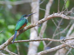 Image of Galbula ruficauda rufoviridis Cabanis 1851