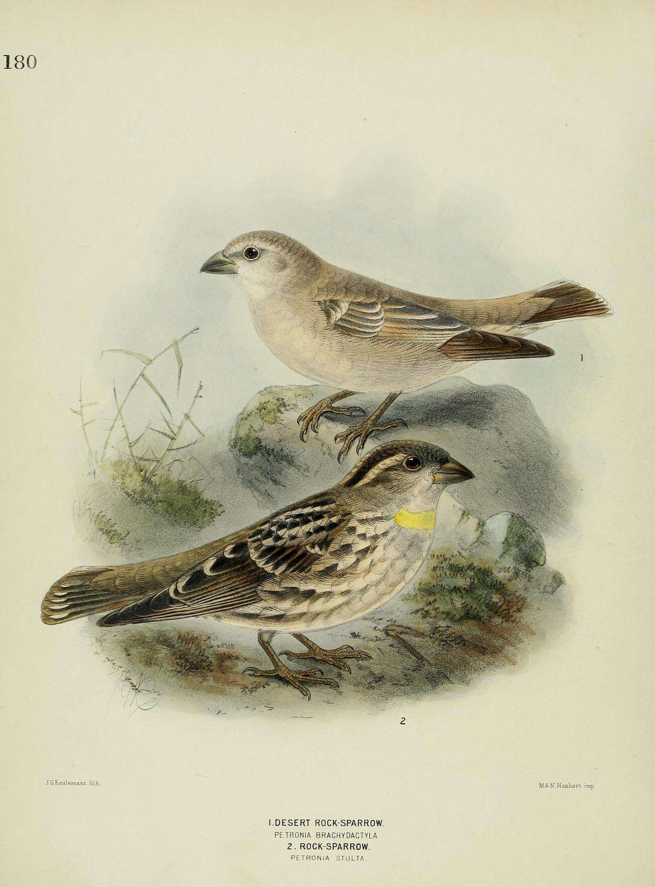 Слика од Carpospiza Müller & JW 1854