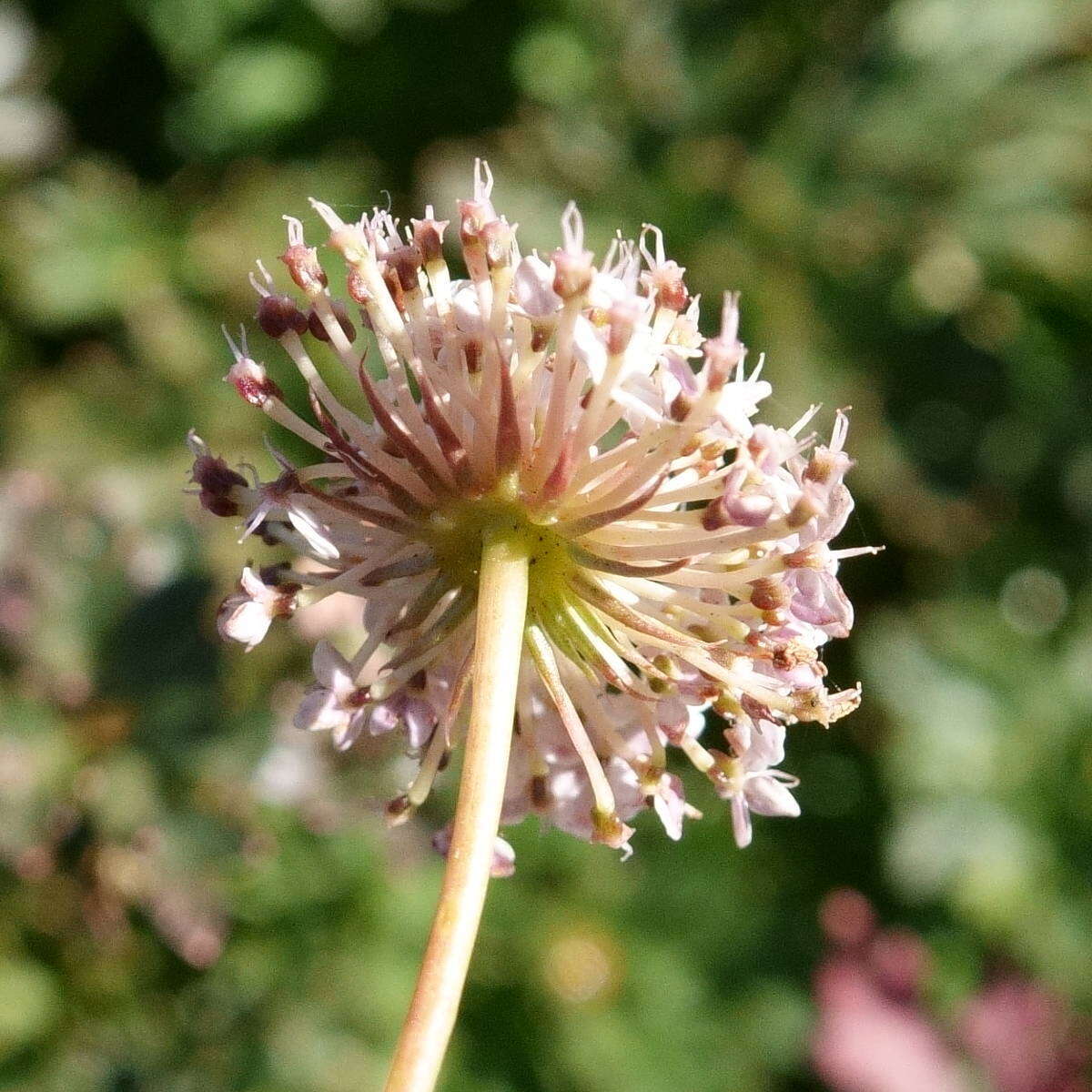 Image of Trachymene incisa Rudge