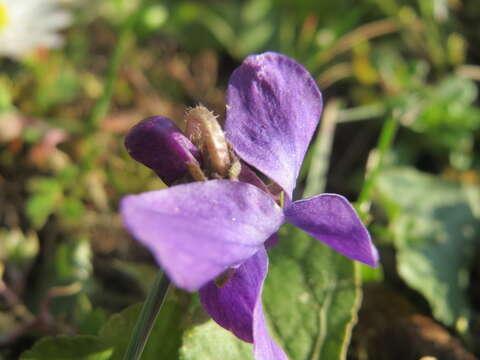 Image of sweet violet