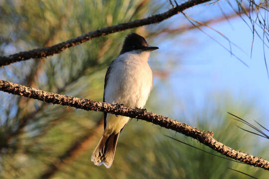 Image of Loggerhead Kingbird