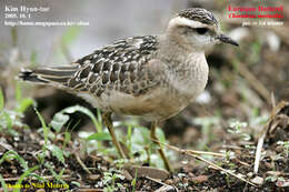 Imagem de Charadrius morinellus Linnaeus 1758