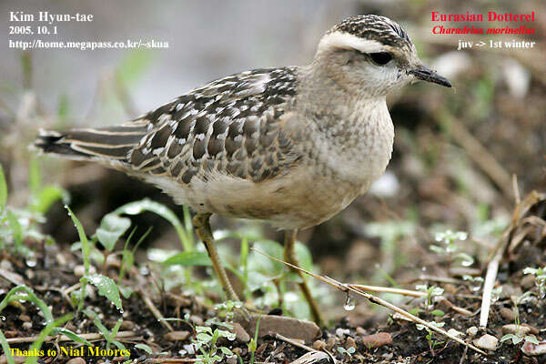 Imagem de Charadrius morinellus Linnaeus 1758