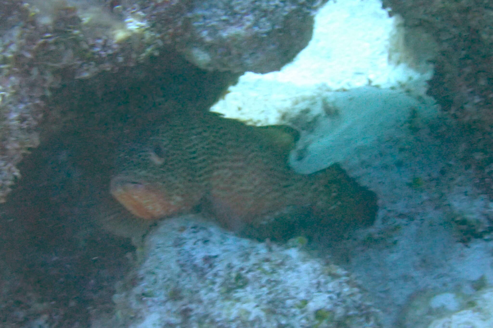 Epinephelus guttatus (Linnaeus 1758) resmi