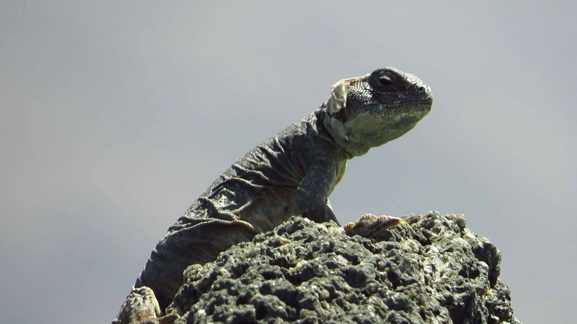Image of Eyed Dabb Lizard