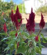 Imagem de <i>Celosia argentea</i> var. <i>plumosa</i>