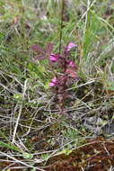 Image of Pedicularis hyperborea Vved.