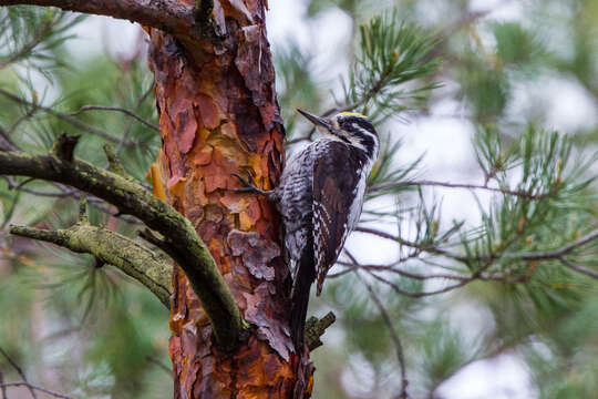 Image of Eurasian Three-toed Woodpecker