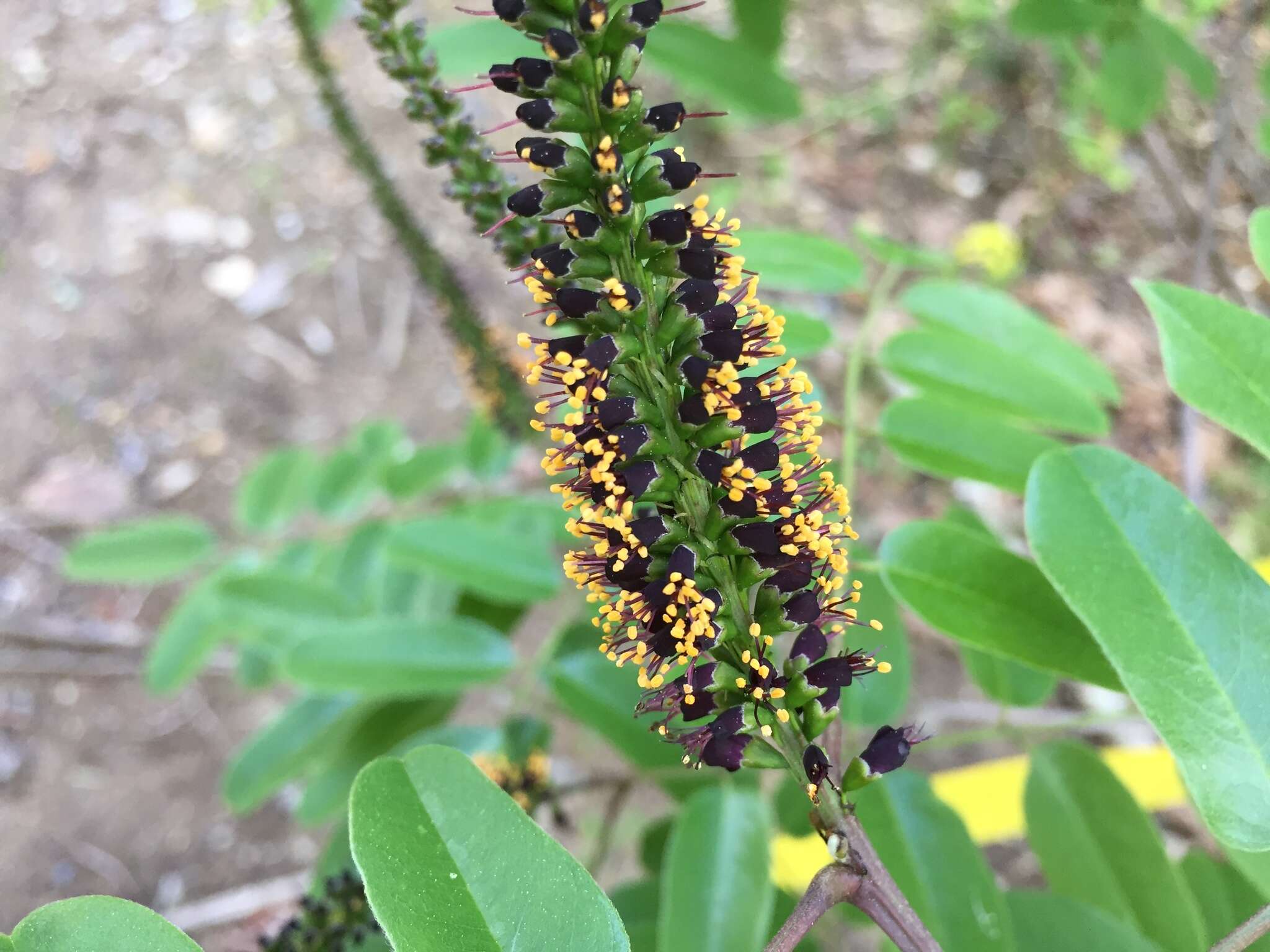 Image of shining false indigo