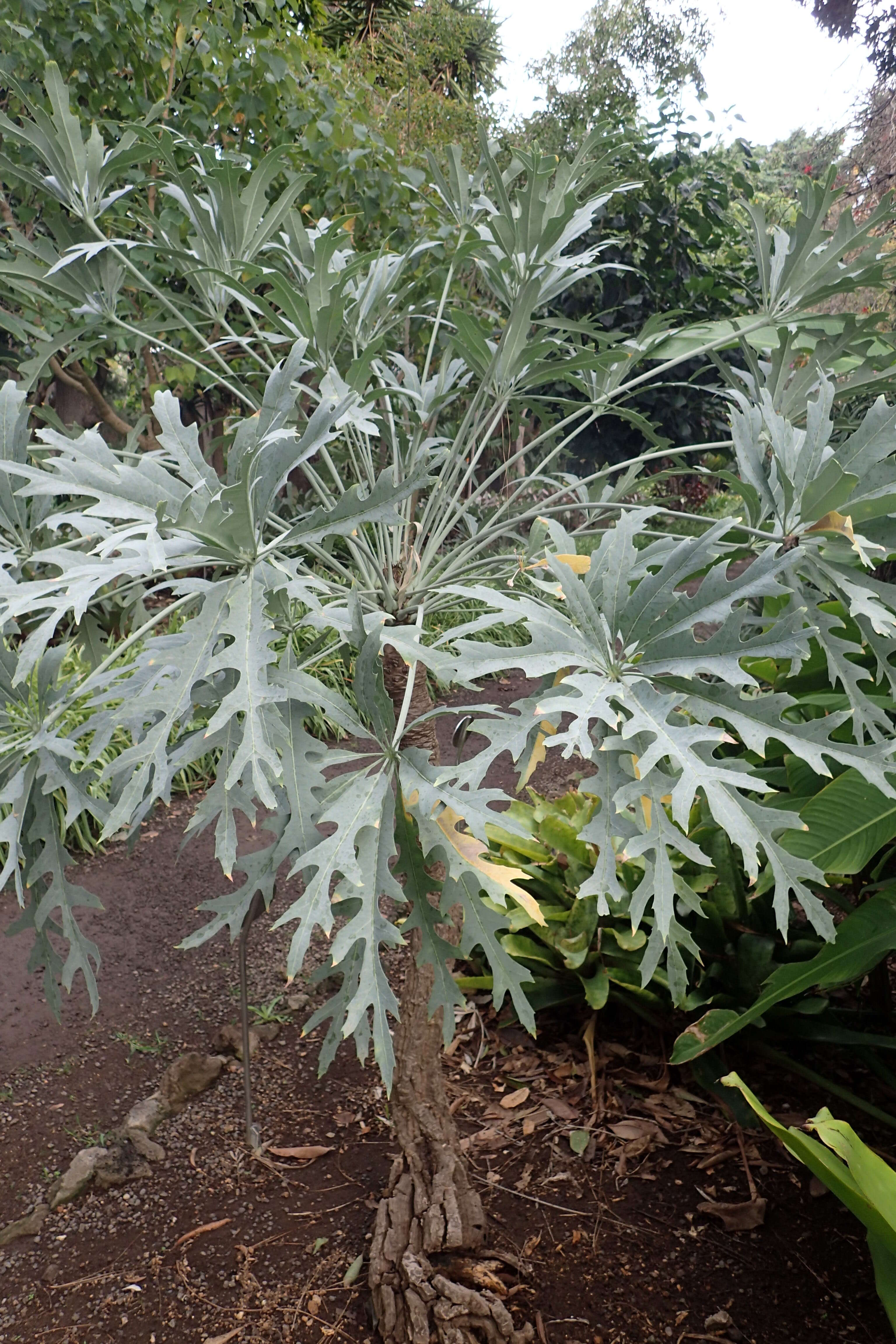 Image of Highveld Cabbage Tree